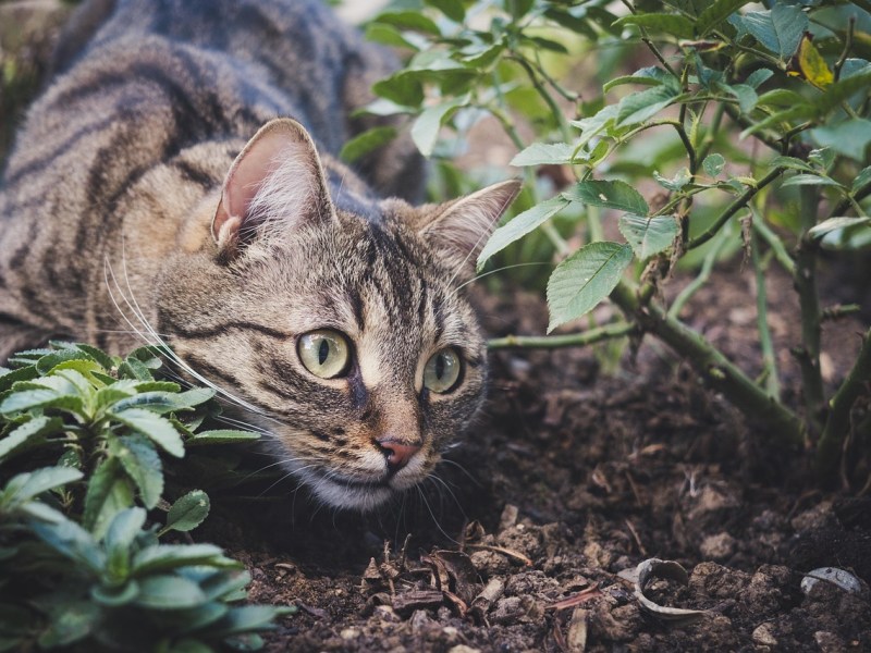 El papel de curiosidad como promotor de la memoria: el marco&nbsp;PACE